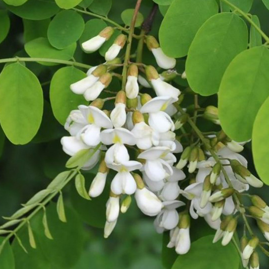 acacia-robinia-pseudoacacia-pepiniere-la-colle-noire-montauroux-var-cote-azur