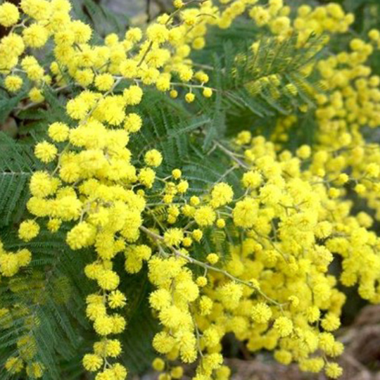 acacia-dealbata-mimosa-pepiniere-la-colle-noire-montauroux-var-cote-azur