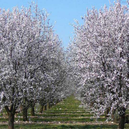 amandier-prunus-amygdalus-pepiniere-la-colle-noire-montauroux-var-cote-azur