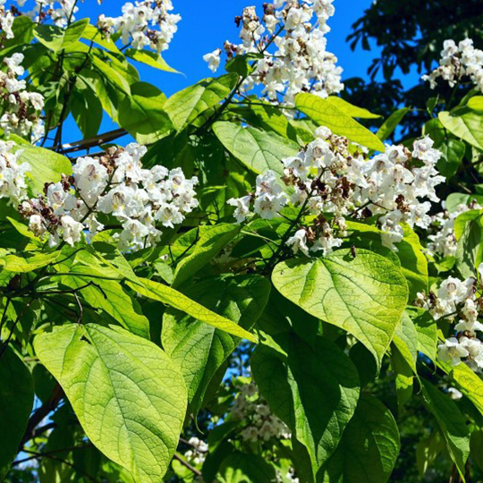 catalpa-bignonioides-pepiniere-la-colle-noire-montauroux-var-cote-azur