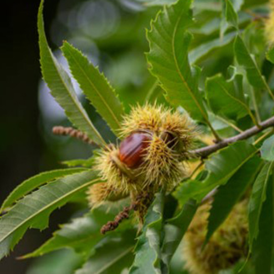 châtaignier-castanea-sativa-pepiniere-la-colle-noire-montauroux-var-cote-azur