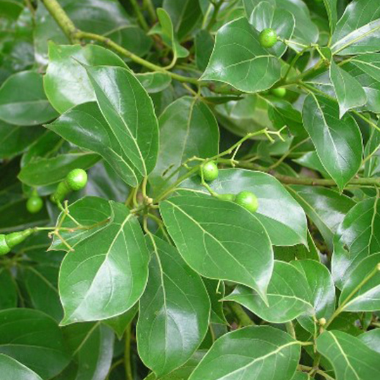 cinnamomum-camphora-camphrier-pepiniere-la-colle-noire-montauroux-var-cote-azur