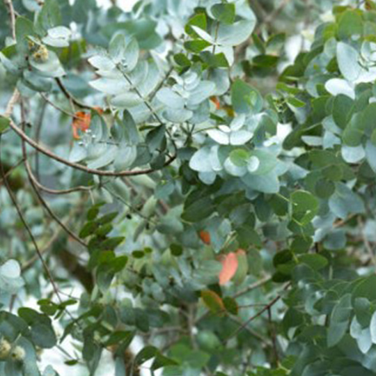 eucalyptus-pepiniere-la-colle-noire-montauroux-var-cote-azur