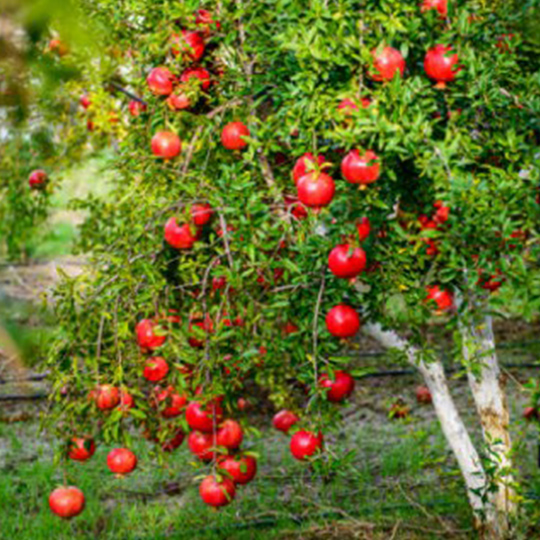 grenadier-à-fruits-punica-granatum-pepiniere-la-colle-noire-montauroux-var-cote-azur