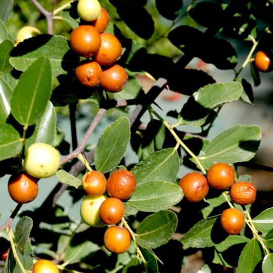 jujubier-ziziphus-jujuba-pepiniere-la-colle-noire-montauroux-var-cote-azur