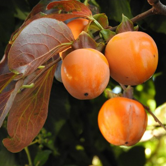 kaki-diospyros-pepiniere-la-colle-noire-montauroux-var-cote-azur