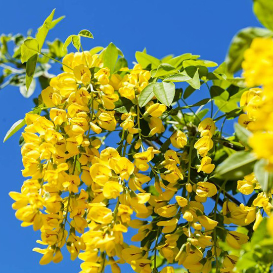 koleuteria-paniculata-pepiniere-la-colle-noire-montauroux-var-cote-azur