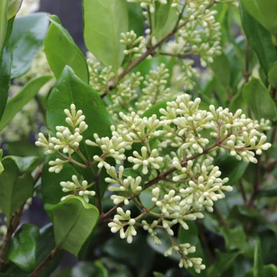 ligustrum-japoni-troéne-du-japon-pepiniere-la-colle-noire-montauroux-var-cote-azur