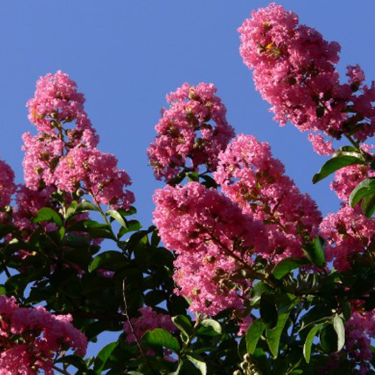 lilas-des-indes-lagerstroemia-pepiniere-la-colle-noire-montauroux-var-cote-azur