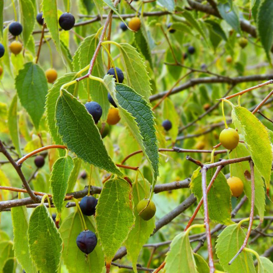 micocoulier-celtis australis-pepiniere-la-colle-noire-montauroux-var-cote-azur