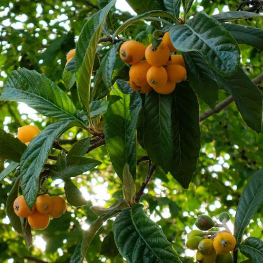 neflier-mespilus-germanica-pepiniere-la-colle-noire-montauroux-var-cote-azur