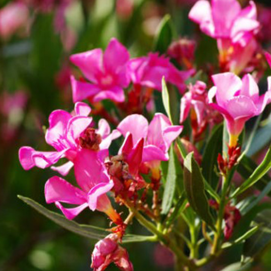 nerium-oleander-laurier-rose-pepiniere-la-colle-noire-montauroux-var-cote-azur