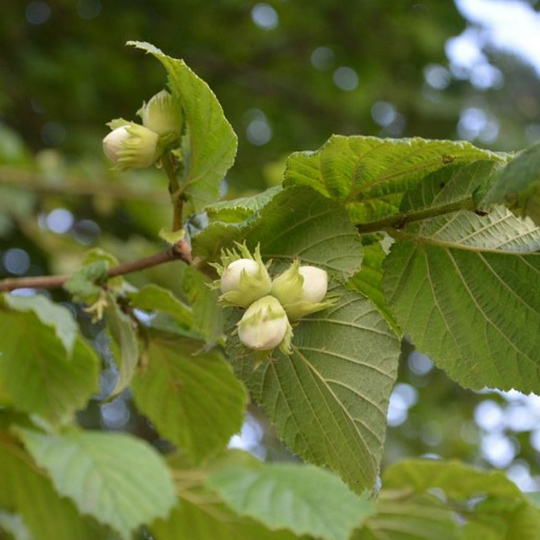 noisetier-corylus-avellana-pepiniere-la-colle-noire-montauroux-var-cote-azur