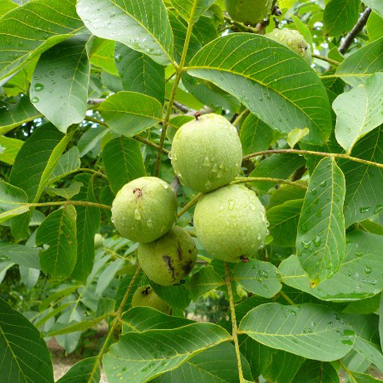 noyer-juglans-regia-pepiniere-la-colle-noire-montauroux-var-cote-azur