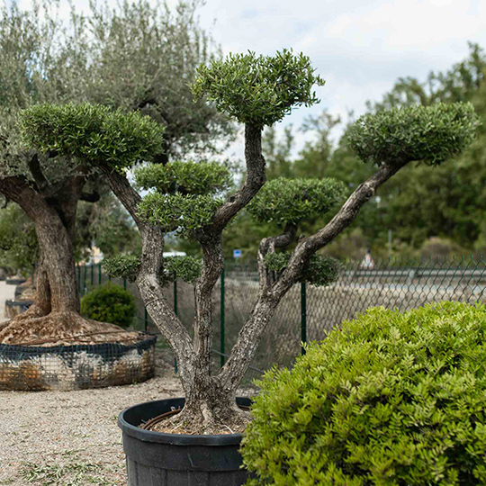 OLEA europea bonsaï