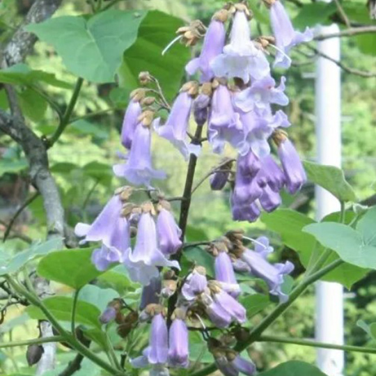 paulownia-pepiniere-la-colle-noire-montauroux-var-cote-azur