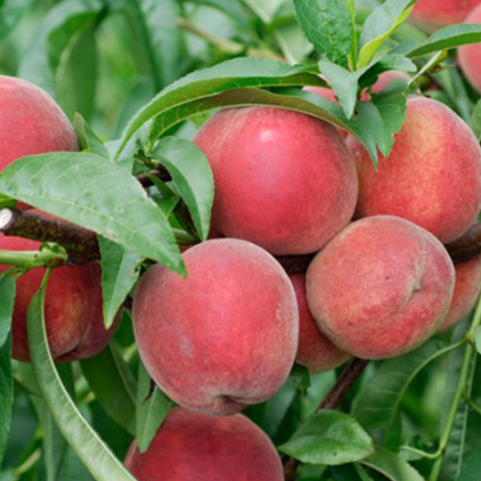 pêcher-prunus-persica-pepiniere-la-colle-noire-montauroux-var-cote-azur