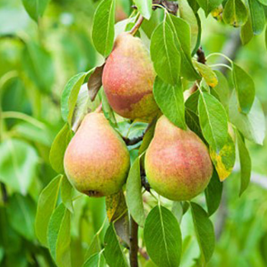 poirier-pyrus-communis-pepiniere-la-colle-noire-montauroux-var-cote-azur