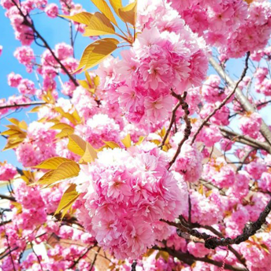 prunus-serrulata-kanzan-pepiniere-la-colle-noire-montauroux-var-cote-azur
