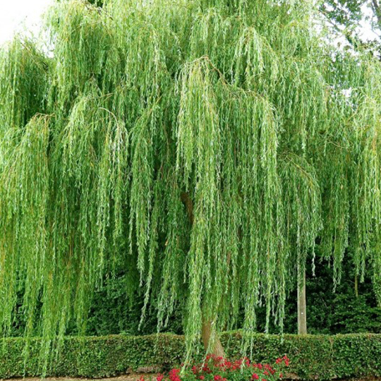 saule-pleureur-salix-babylonica-pepiniere-la-colle-noire-montauroux-var-cote-azur