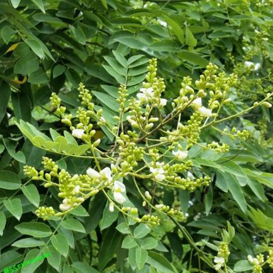 sophora-japonica-pepiniere-la-colle-noire-montauroux-var-cote-azur
