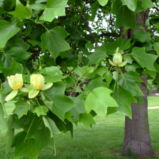 tulipier-de-virginie-liriodendron-pepiniere-la-colle-noire-montauroux-var-cote-azur
