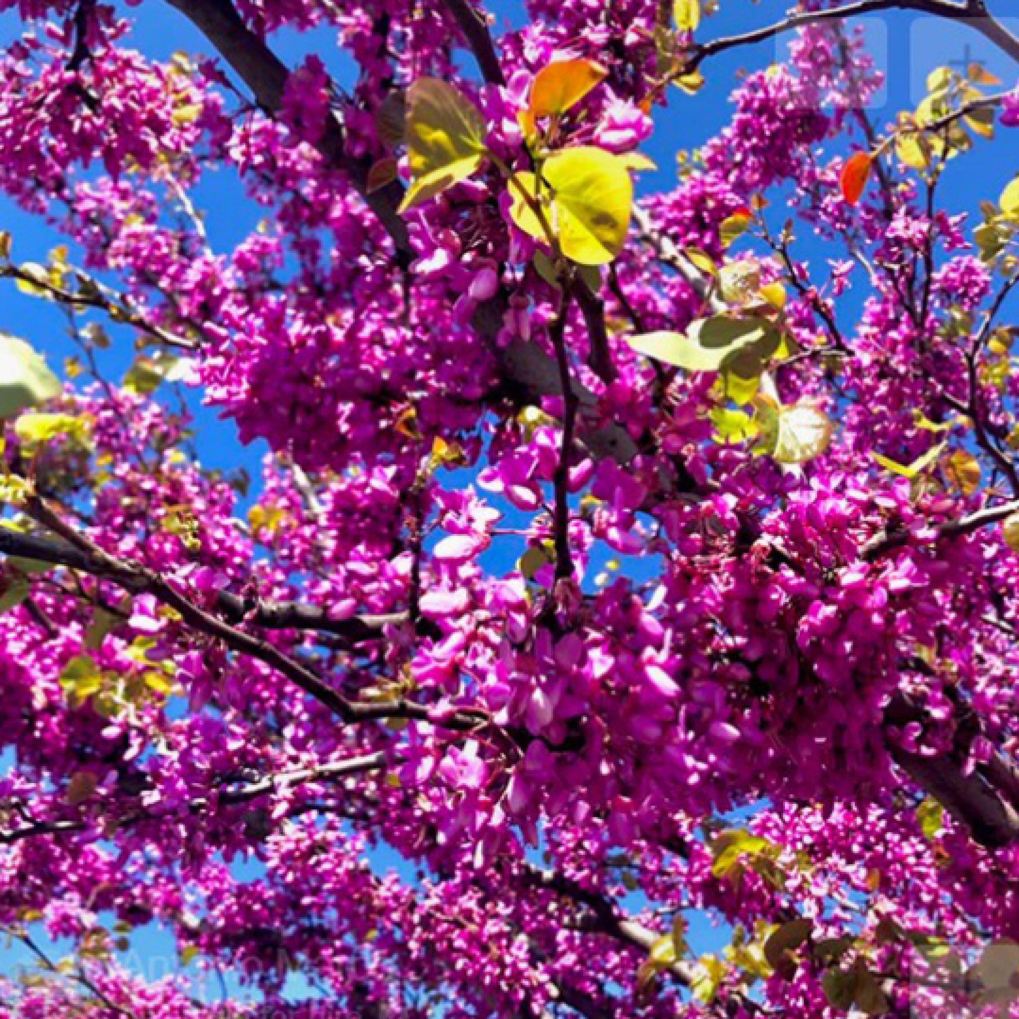 arbre-de-judée-cercis-siliquastrum-pepiniere-la-colle-noire-montauroux-var-cote-azur