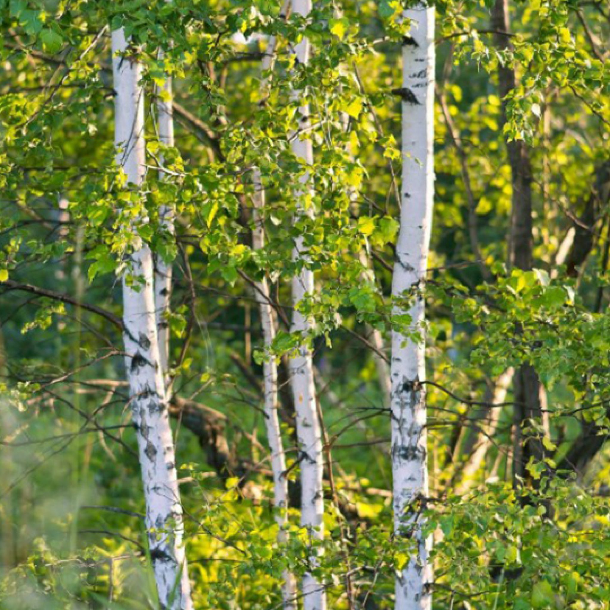 bouleau-betula-pepiniere-la-colle-noire-montauroux-var-cote-azur