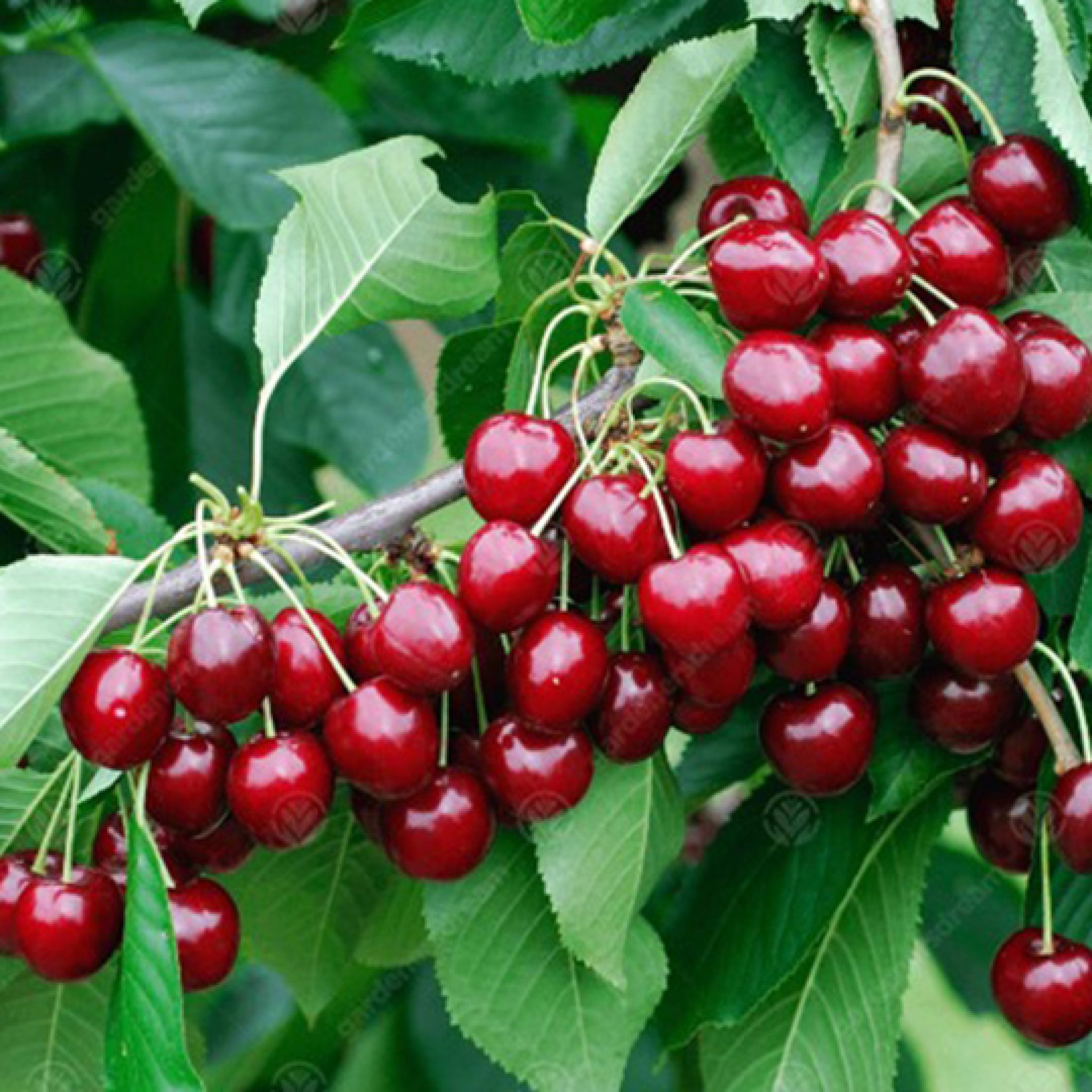 cerisier-prunus-avium-pepiniere-la-colle-noire-montauroux-var-cote-azur