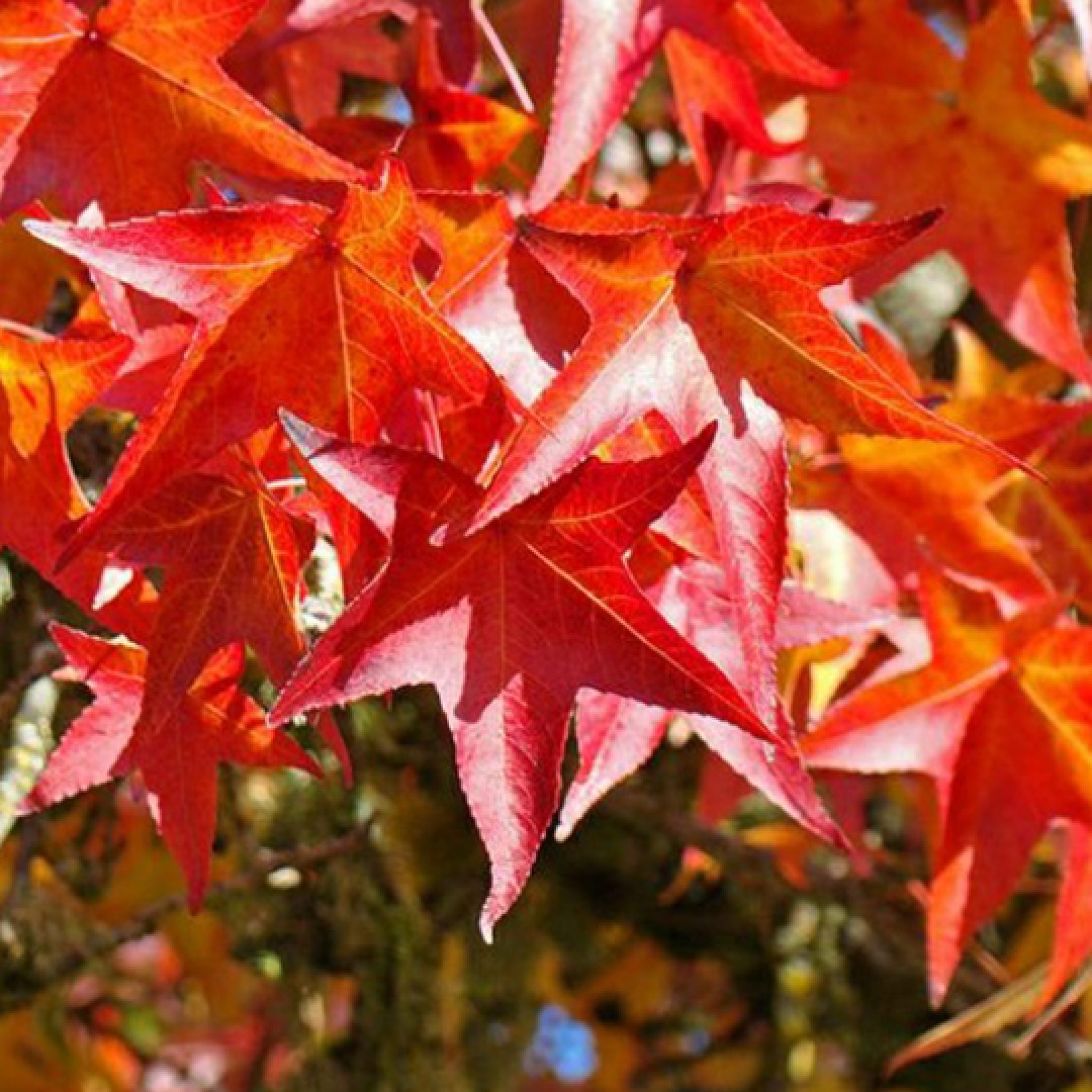 liquidambar-styraciflua-pepiniere-la-colle-noire-montauroux-var-cote-azur