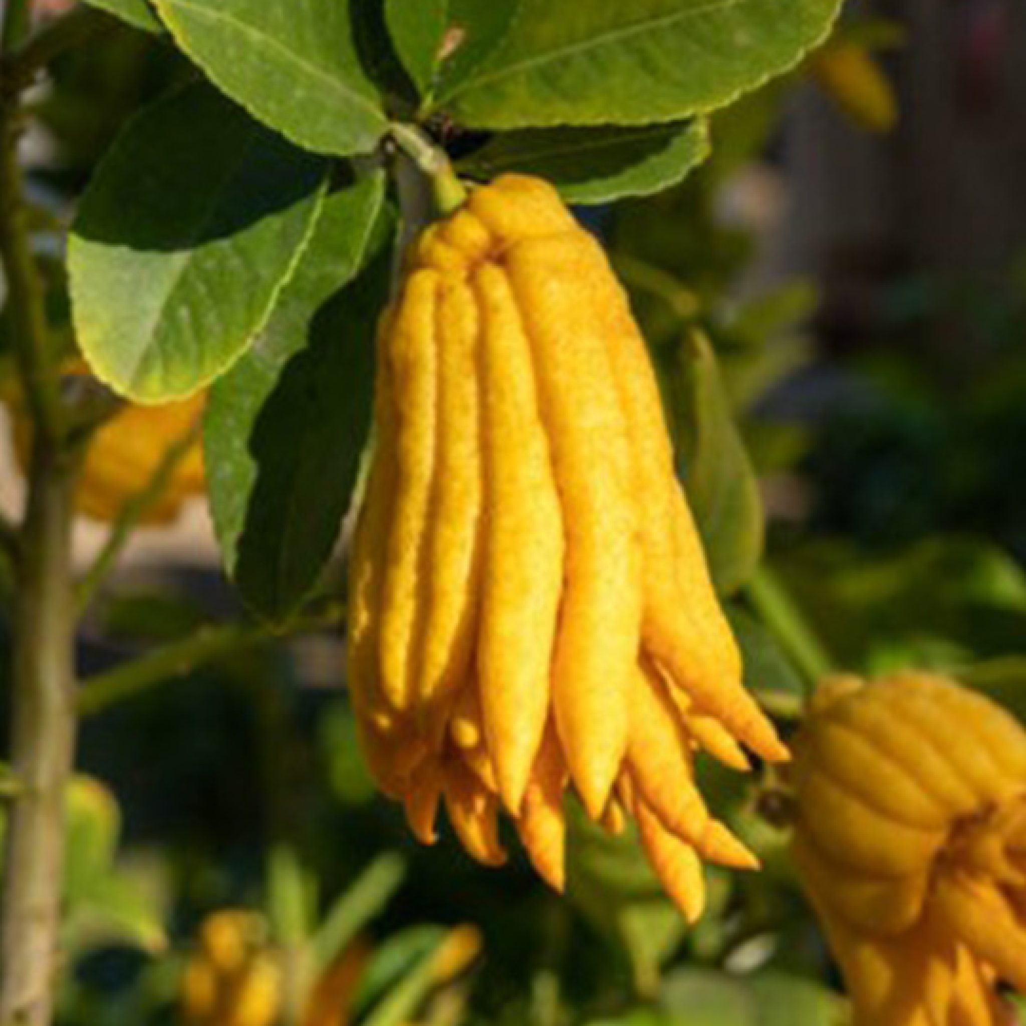 main-de-buddha-citrus-medica-pepiniere-la-colle-noire-montauroux-var-cote-azur