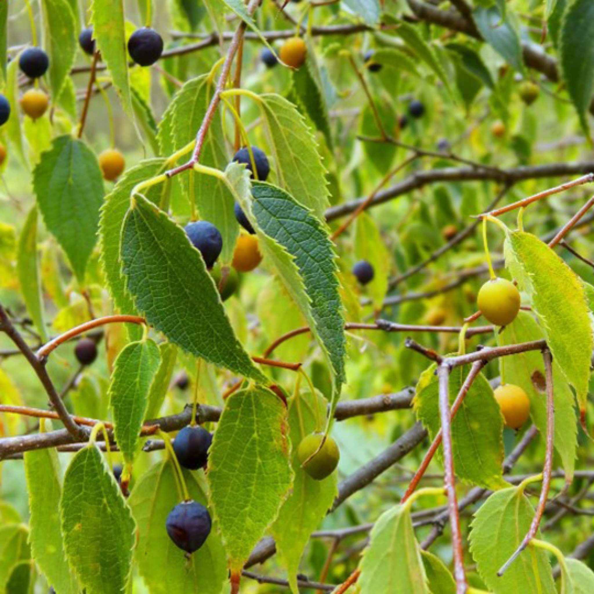 micocoulier-celtis australis-pepiniere-la-colle-noire-montauroux-var-cote-azur
