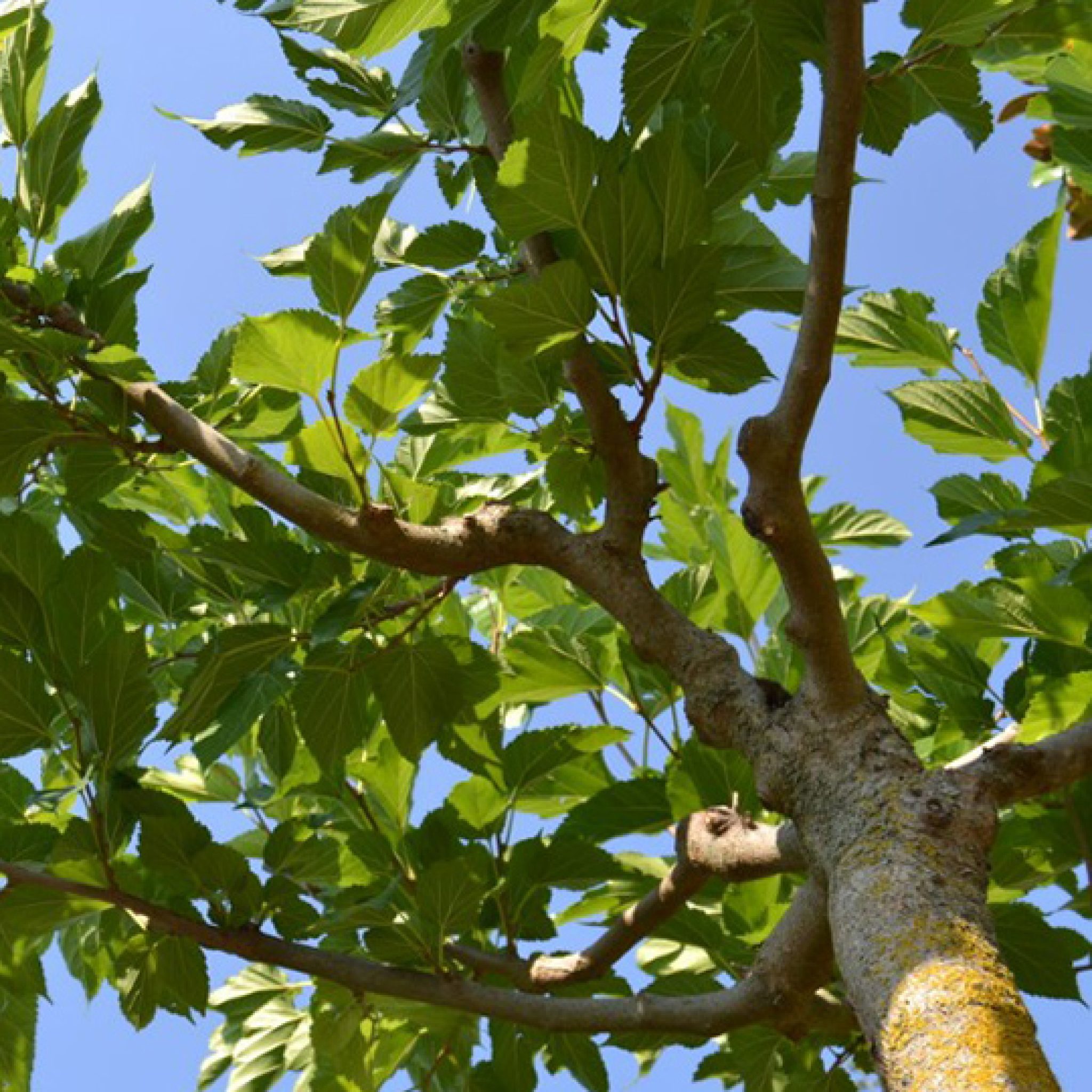 murier-platane-morus-platanifolia-fruitless-pepiniere-la-colle-noire-montauroux-var-cote-azur