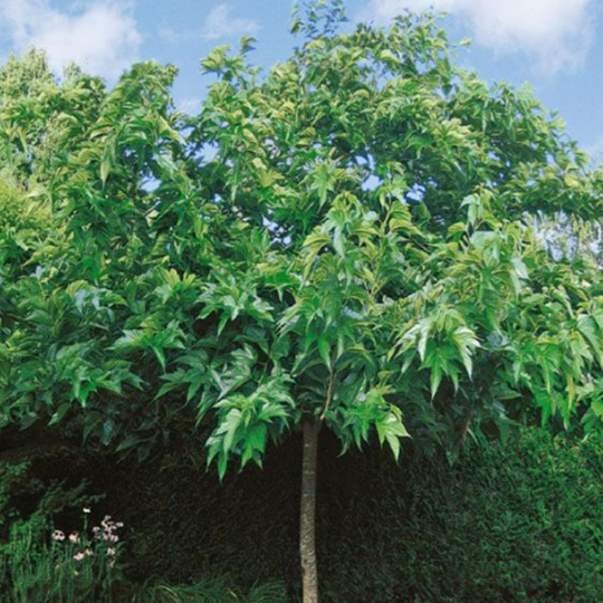 murier-platane-morus-platanifolia-pepiniere-la-colle-noire-montauroux-var-cote-azur