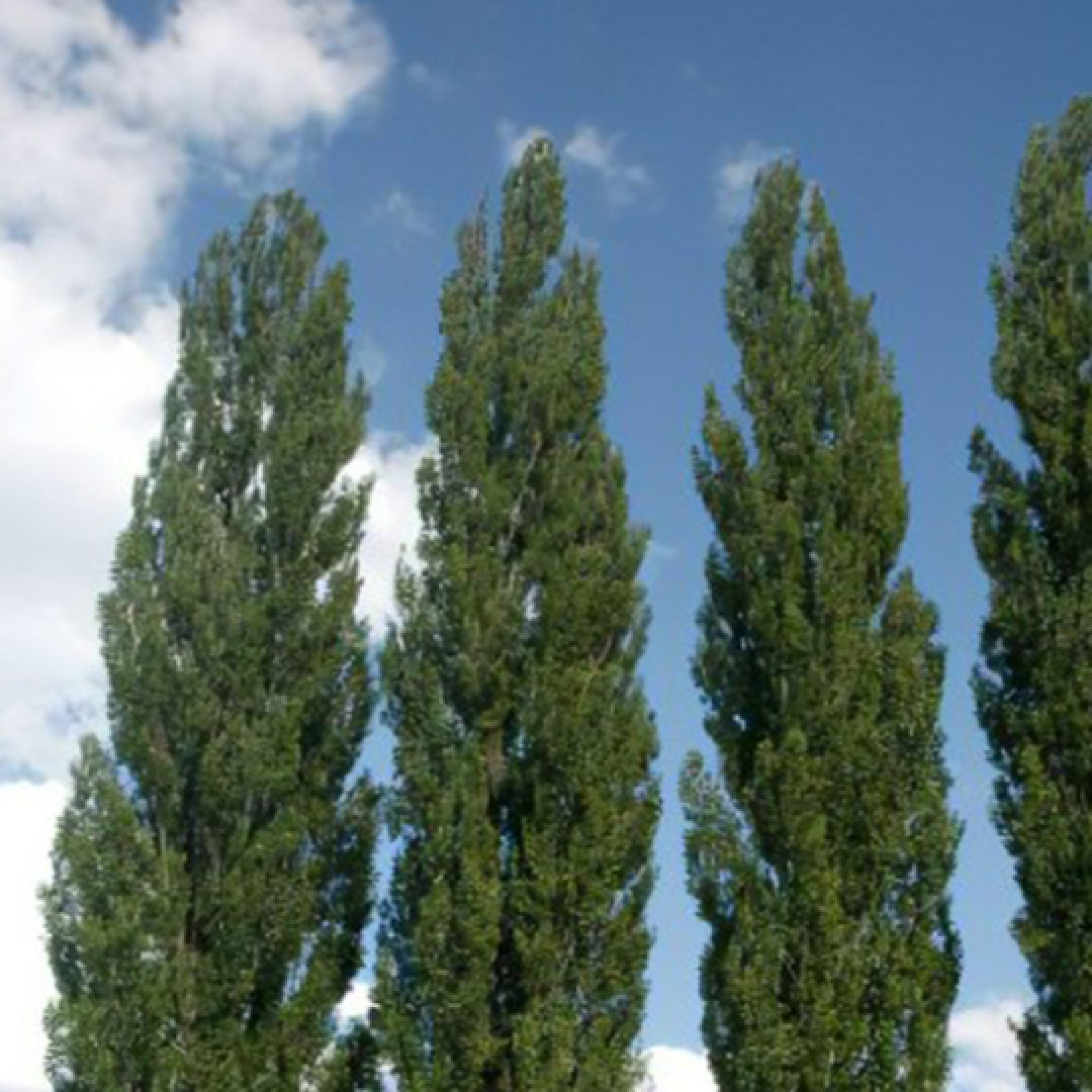 peuplier-noir-populus-nigra-italica-pepiniere-la-colle-noire-montauroux-var-cote-azur