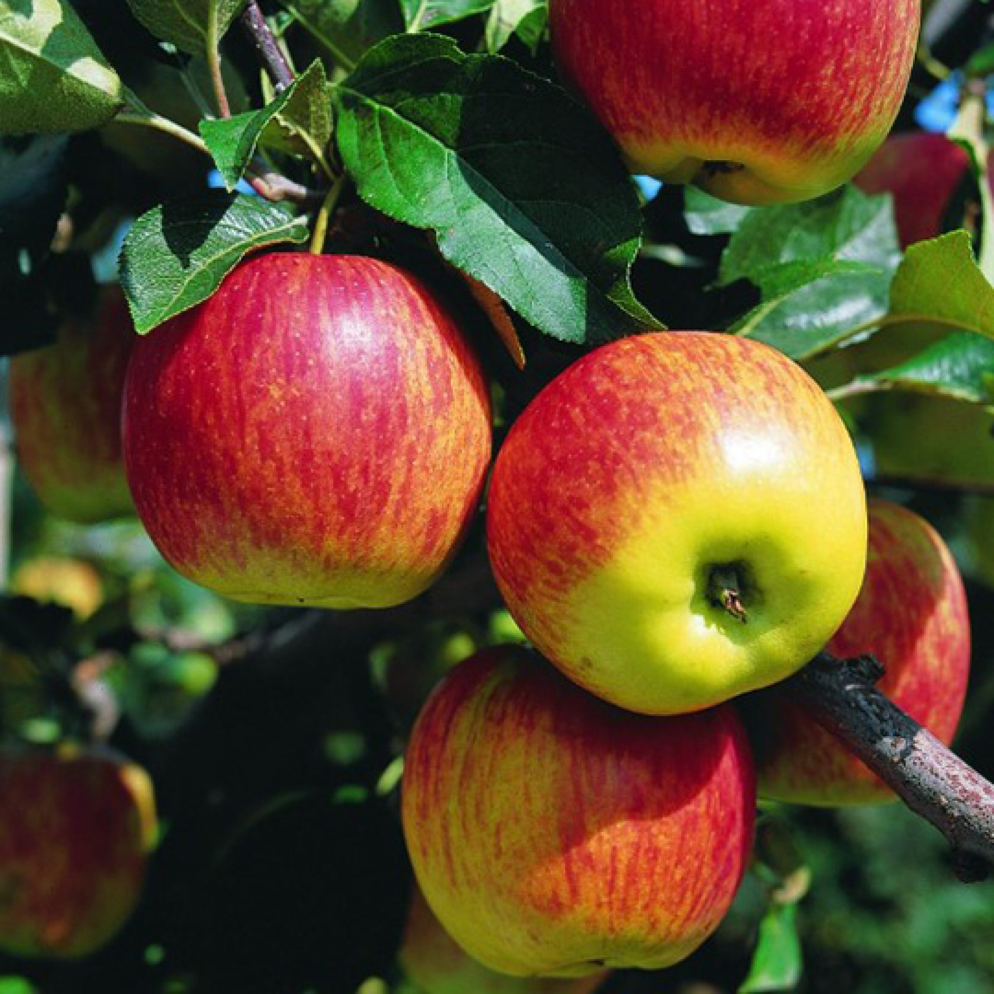 pommier-malus-pepiniere-la-colle-noire-montauroux-var-cote-azur