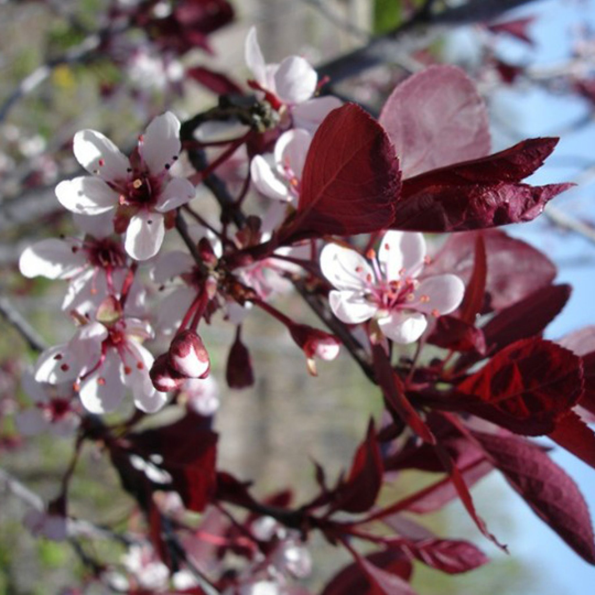 prunus-cerasifera-pissardii-pepiniere-la-colle-noire-montauroux-var-cote-azur