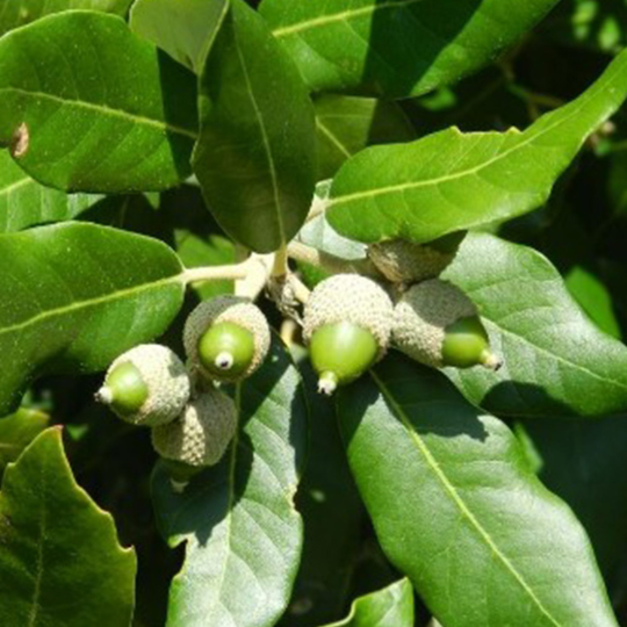 quercus-ilex-chêne-vert-pepiniere-la-colle-noire-montauroux-var-cote-azur