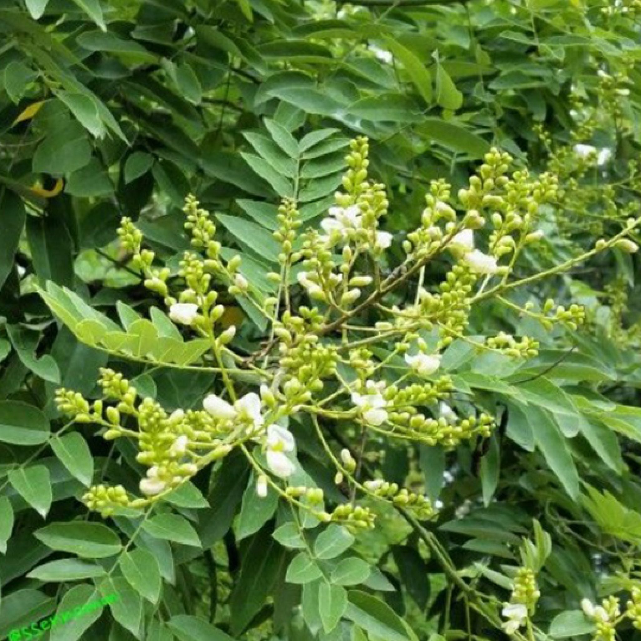 sophora-japonica-pepiniere-la-colle-noire-montauroux-var-cote-azur