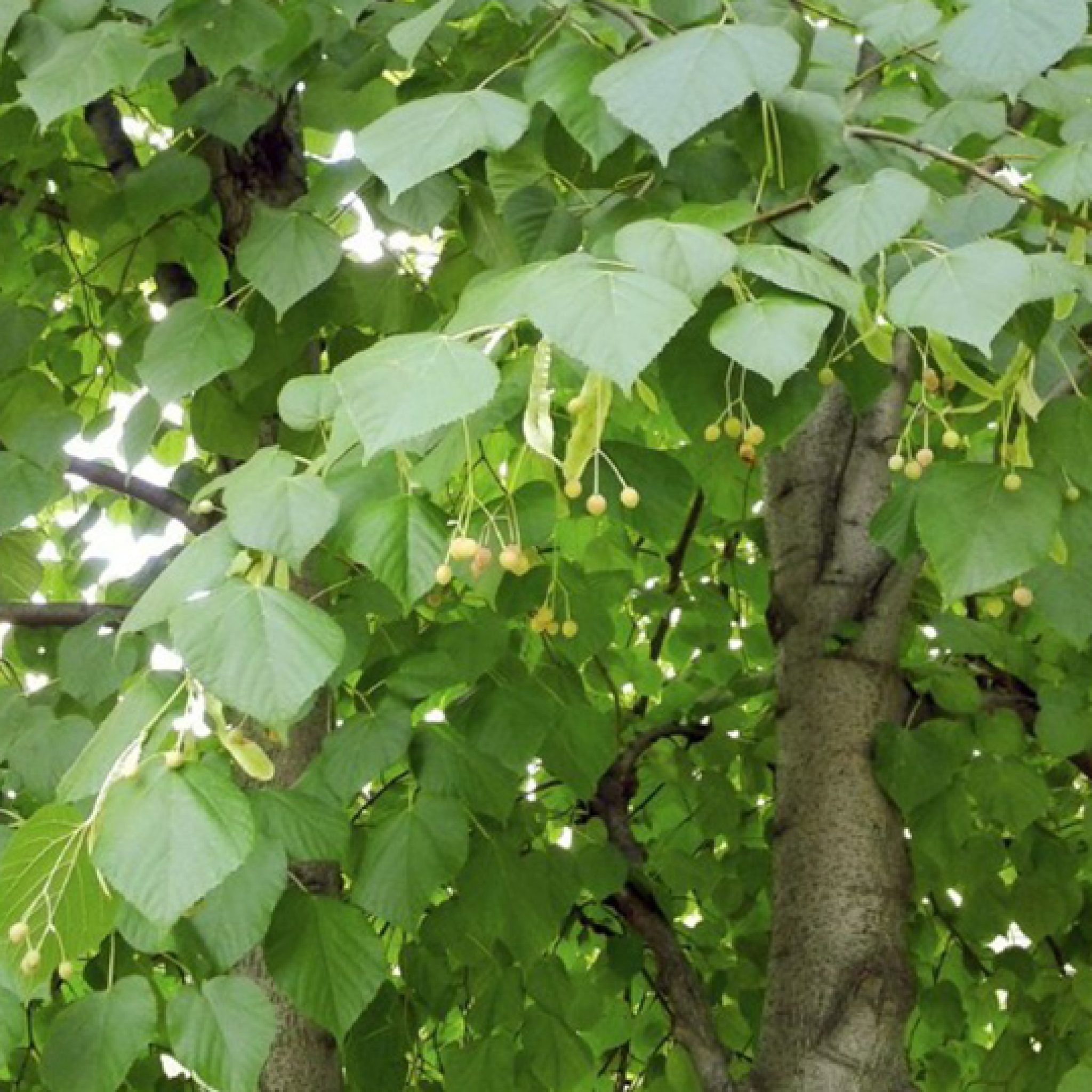 tilleul-tilia-pepiniere-la-colle-noire-montauroux-var-cote-azur