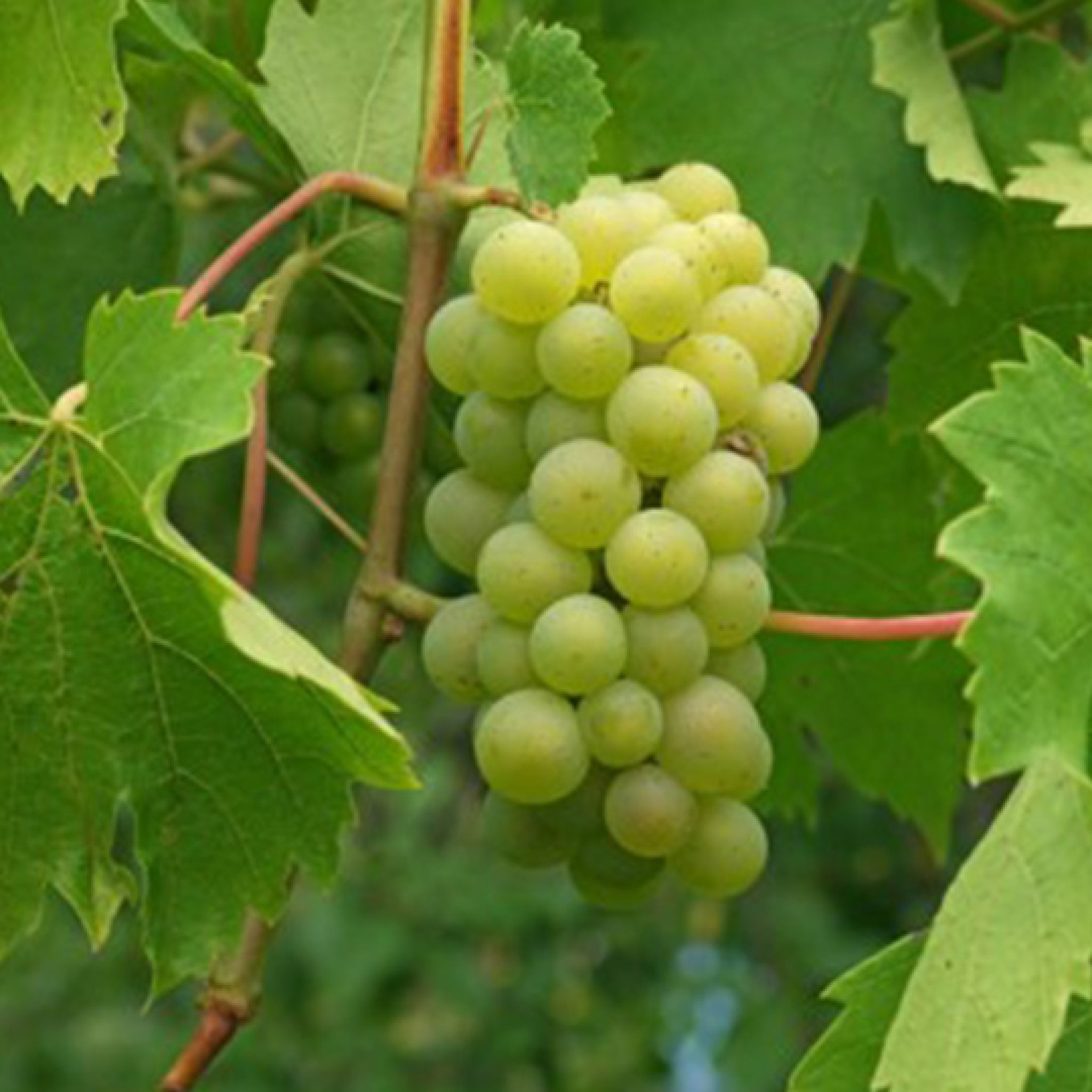 vigne-de-table-vitis-vinifera-pepiniere-la-colle-noire-montauroux-var-cote-azur